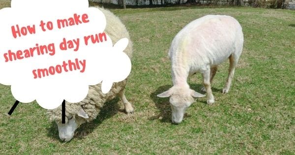 5 ways to make shearing day run smoothly